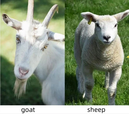 goat goat